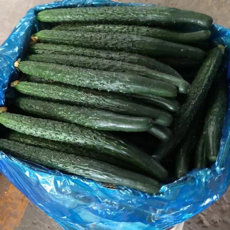 河南夏邑精品蜜刺黄瓜顶花带刺，价格不高，卢可全国代发代办
