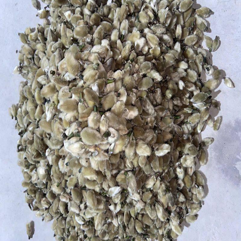 辛夷花中药材新货新鲜木兰花特级紫木笔花玉兰花可磨粉