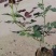 月季花红花月季黄色月季粉色月季绿色月季各500万株