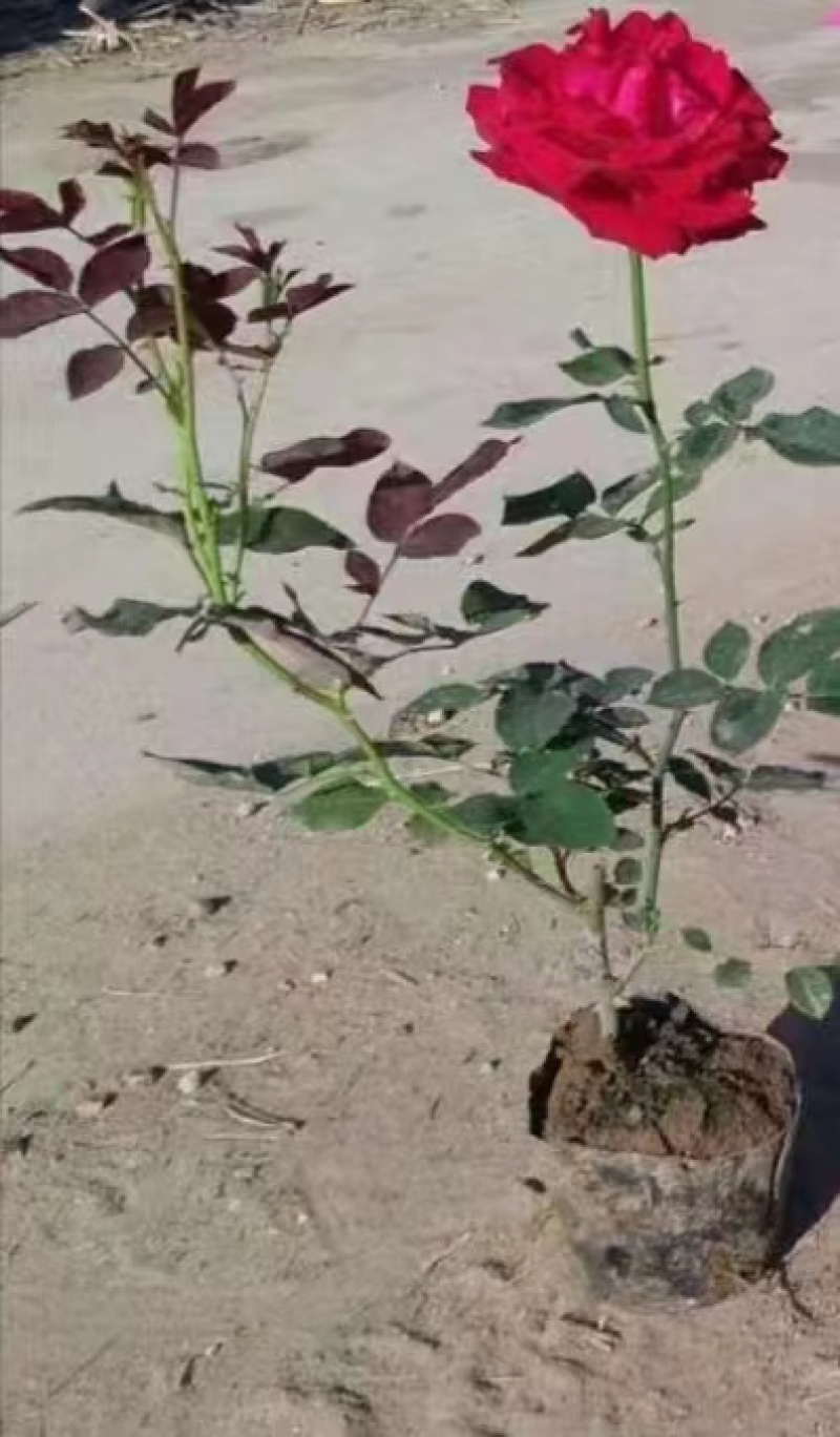 月季花红花月季黄色月季粉色月季绿色月季各500万株