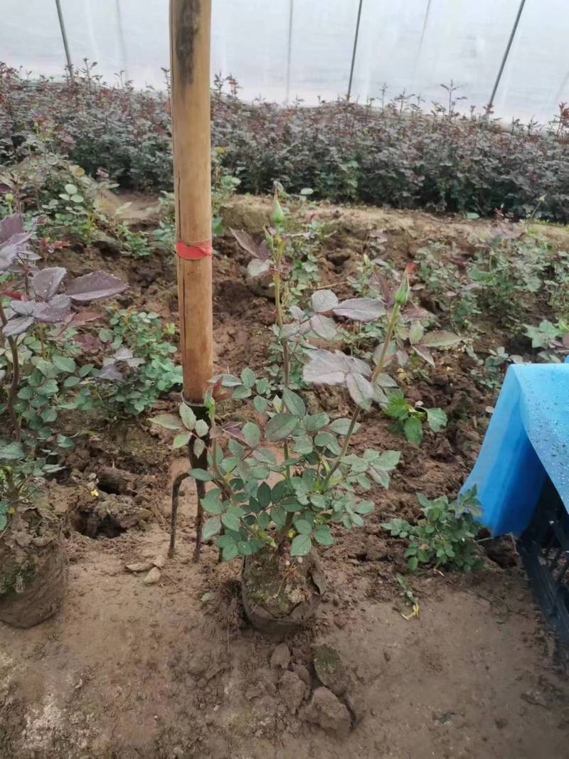 月季花红花月季黄色月季粉色月季绿色月季各500万株
