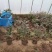 月季花红花月季黄色月季粉色月季绿色月季各500万株
