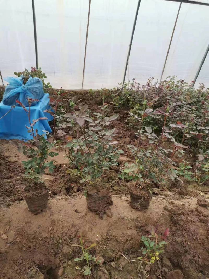 月季花红花月季黄色月季粉色月季绿色月季各500万株