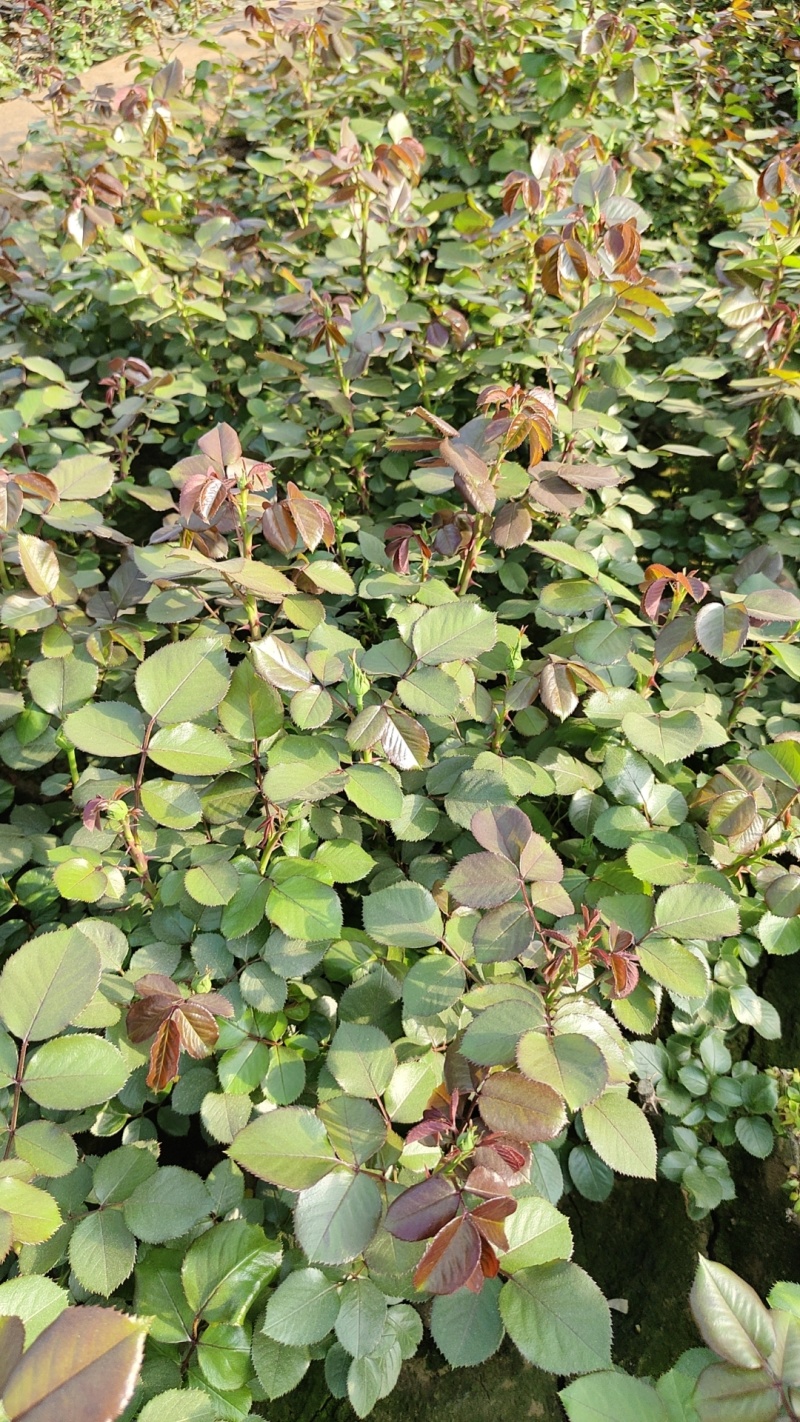 月季花红花月季黄色月季粉色月季绿色月季各500万株
