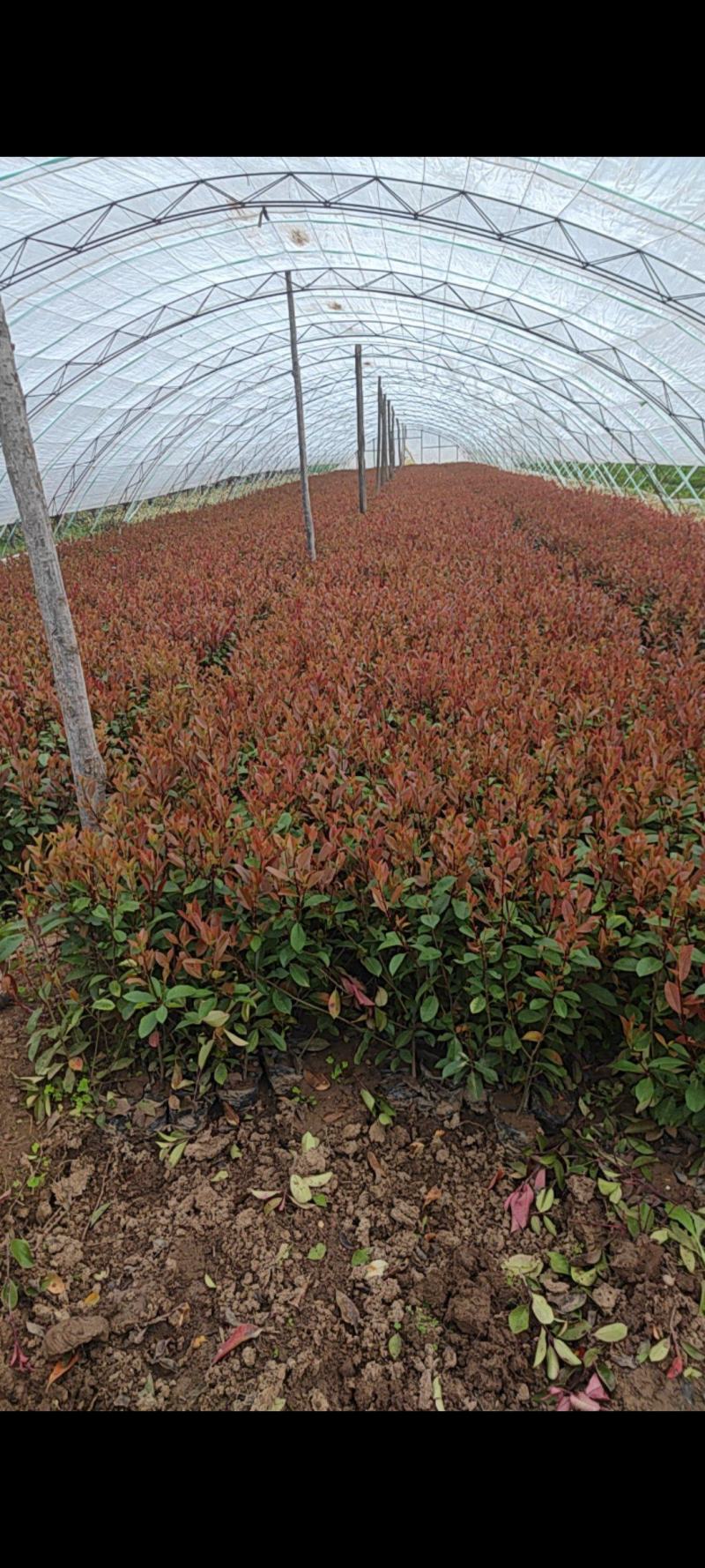 红叶石楠两年生工程绿化苗，13×15杯子，高度60cm以