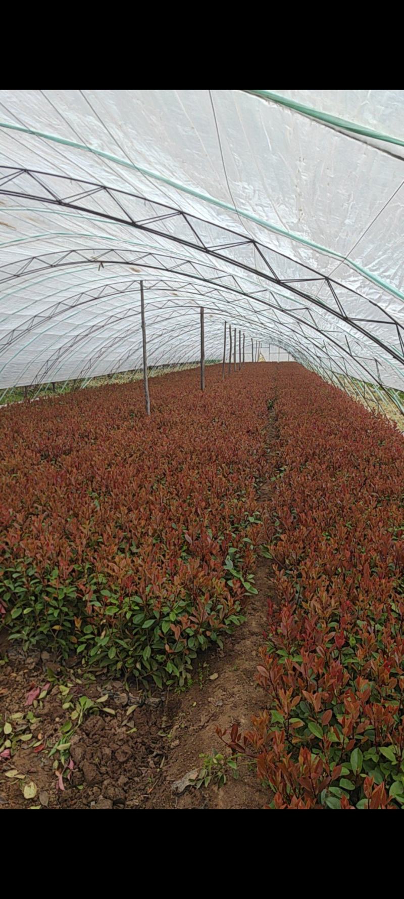 红叶石楠两年生工程绿化苗，13×15杯子，高度60cm以