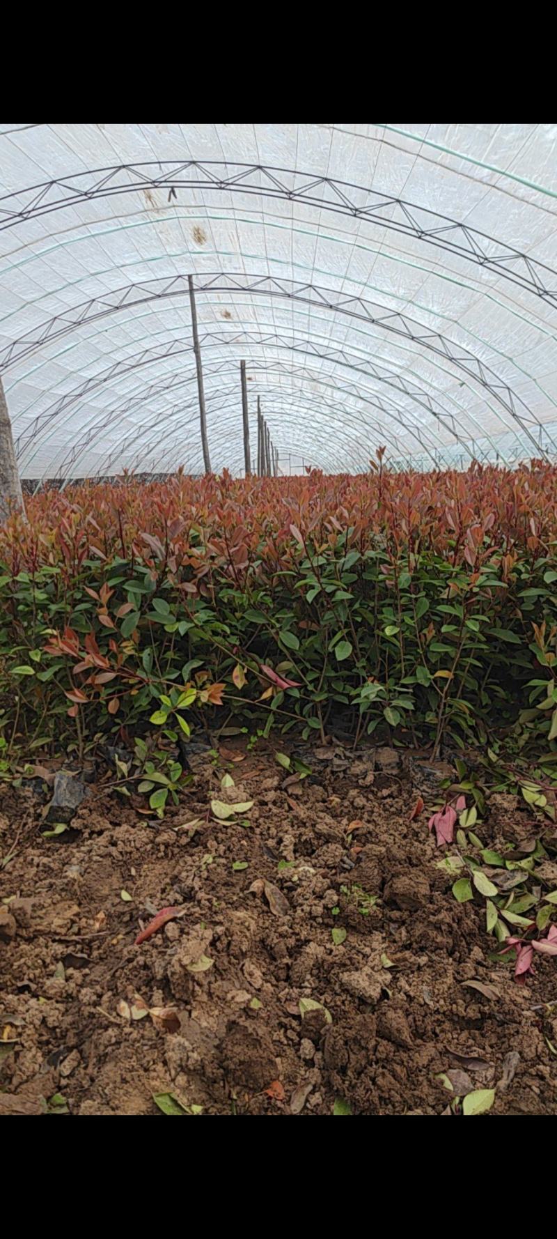 红叶石楠两年生工程绿化苗，13×15杯子，高度60cm以