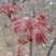 红油六号鲜香椿芽
