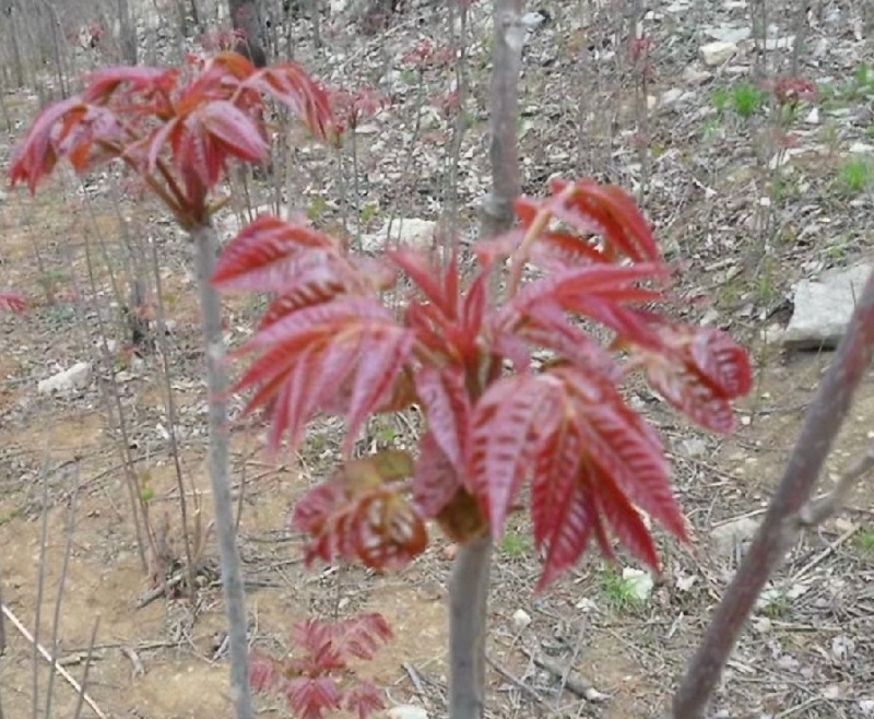 红油六号鲜香椿芽