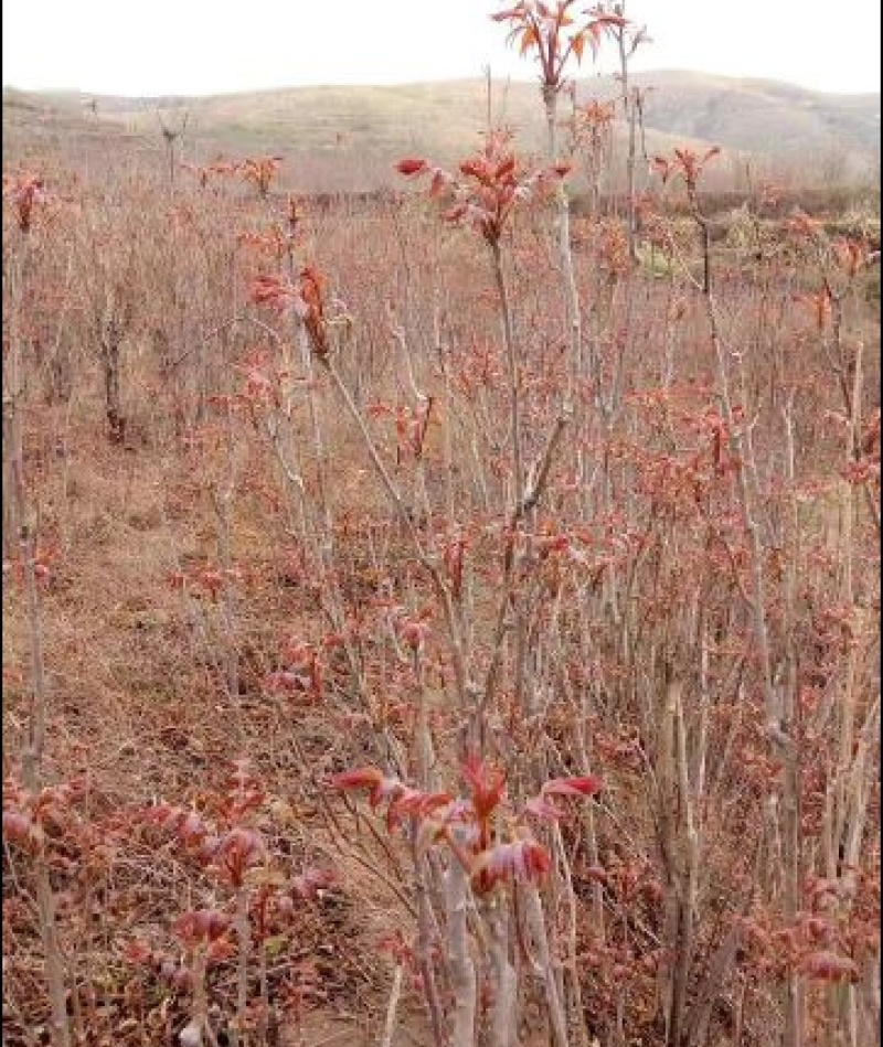 红油六号鲜香椿芽