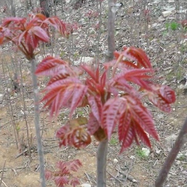 红油六号鲜香椿芽