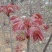 红油六号鲜香椿芽