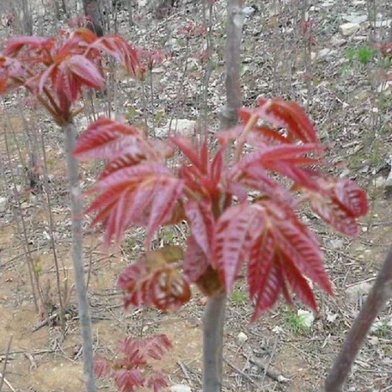 红油六号鲜香椿芽