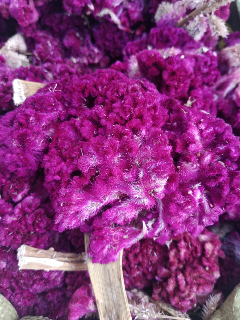 鸡冠花，药用鸡冠花干货，无硫，现货24小时内发货