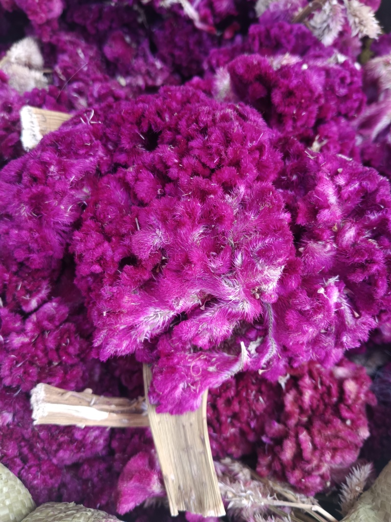 鸡冠花，药用鸡冠花干货，无硫，现货24小时内发货