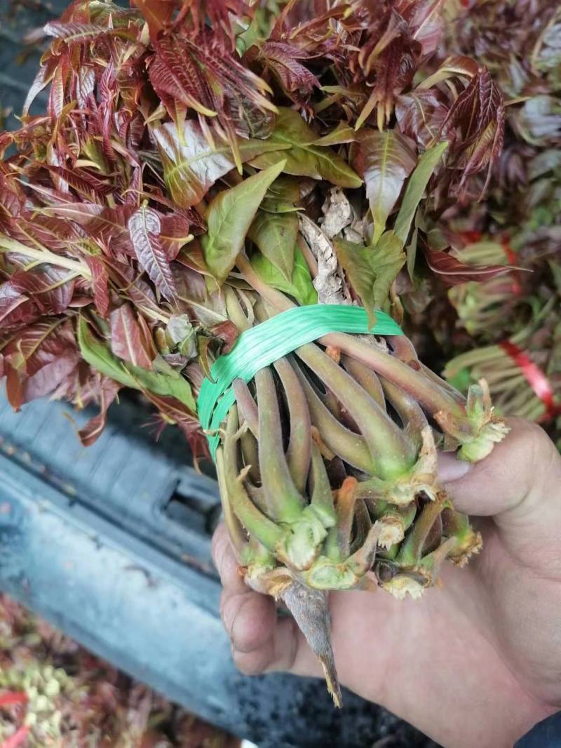 红油六号鲜香椿芽