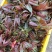 红油六号鲜香椿芽