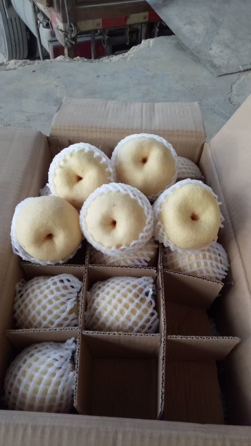 陕西蒲城酥梨，贡梨