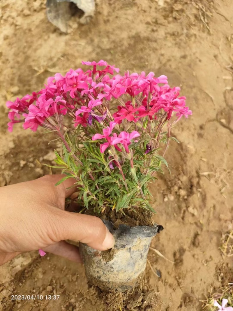 芝樱一手货源基地直发可视频看货