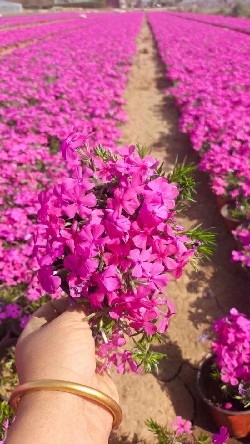 芝樱一手货源基地直发可视频看货