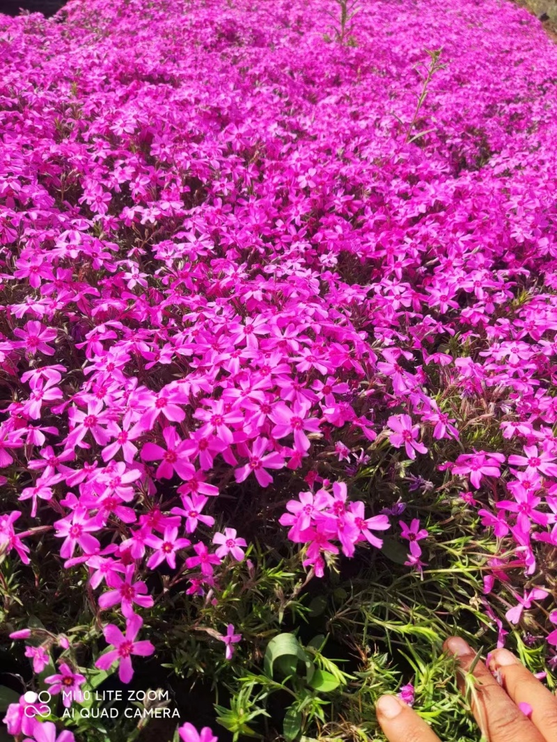 芝樱一手货源基地直发可视频看货