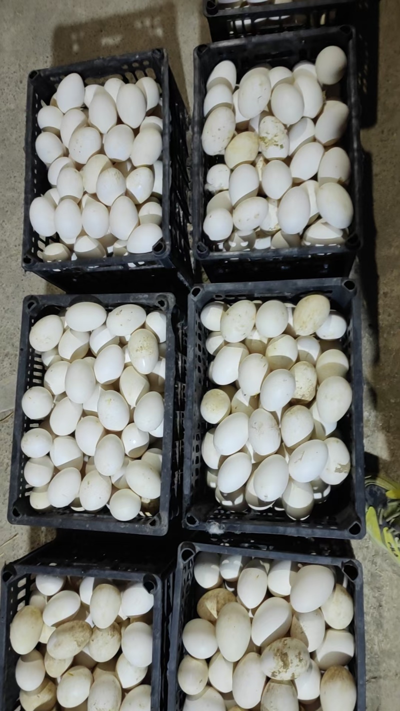 大鹅蛋土鹅蛋鹅散厂家直发个头大对接电商市场等客户