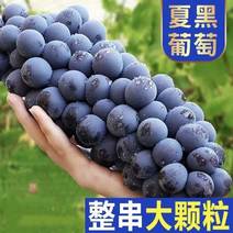 夏黑葡萄，新沂市万亩产地一手货源对接全国各地的批发商