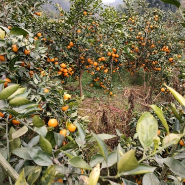 天全县前阳村黄果柑
