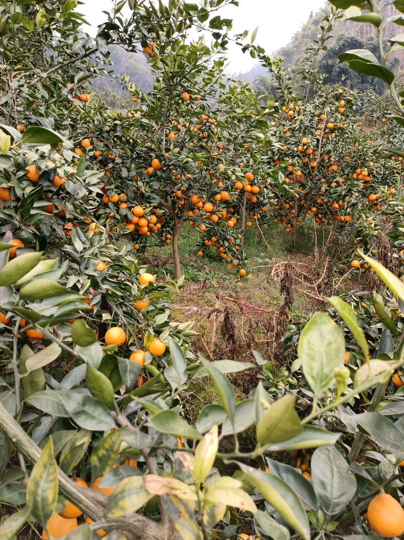 天全县前阳村黄果柑