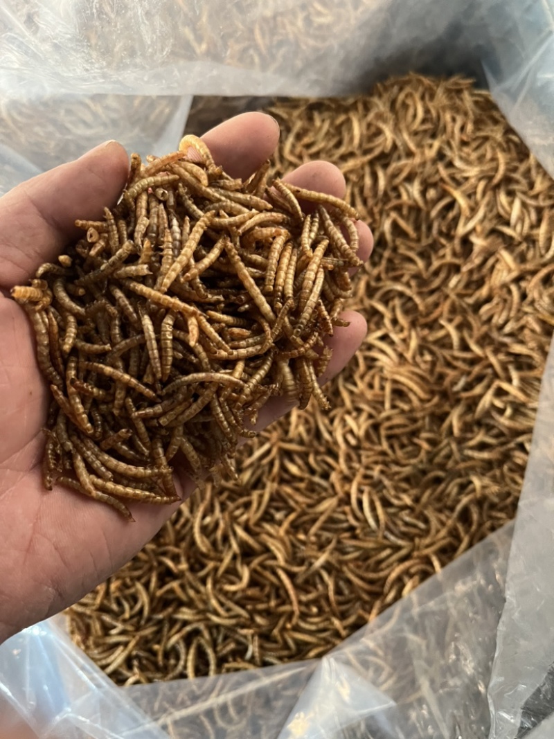 精品干虫