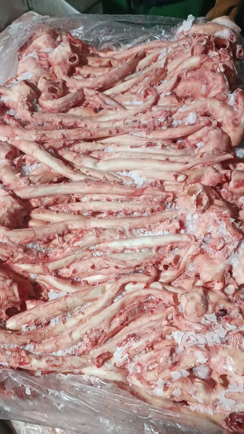猪心管