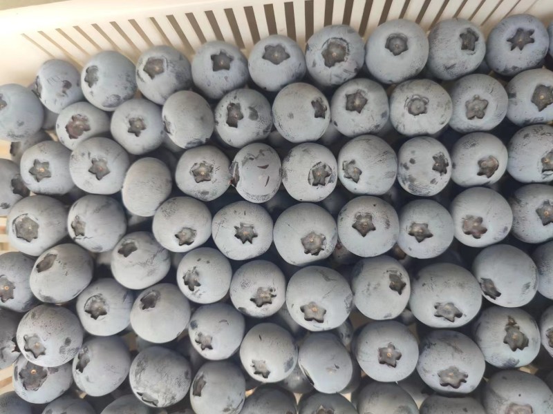 苏北蓝莓产地直发，优瑞卡，云雀，F6，纯甜口