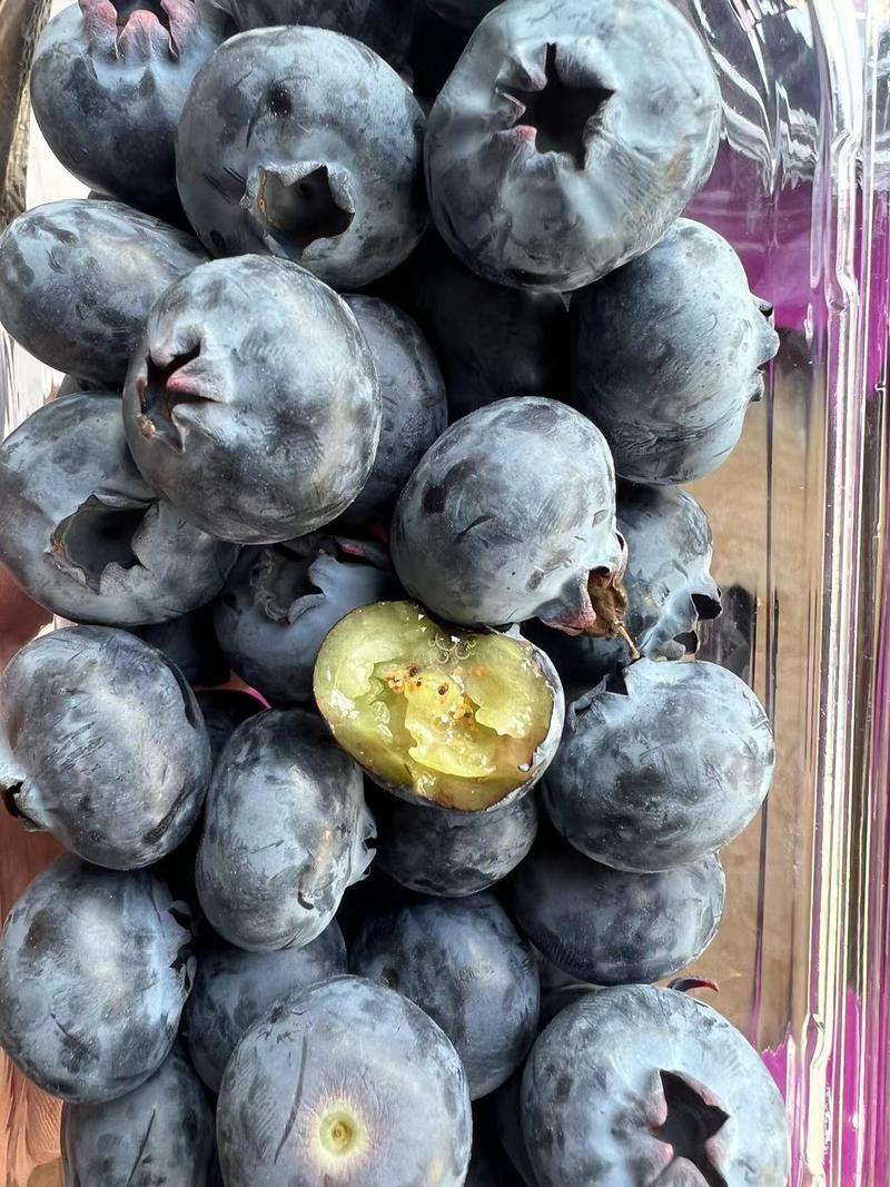苏北蓝莓产地直发，优瑞卡，云雀，F6，纯甜口