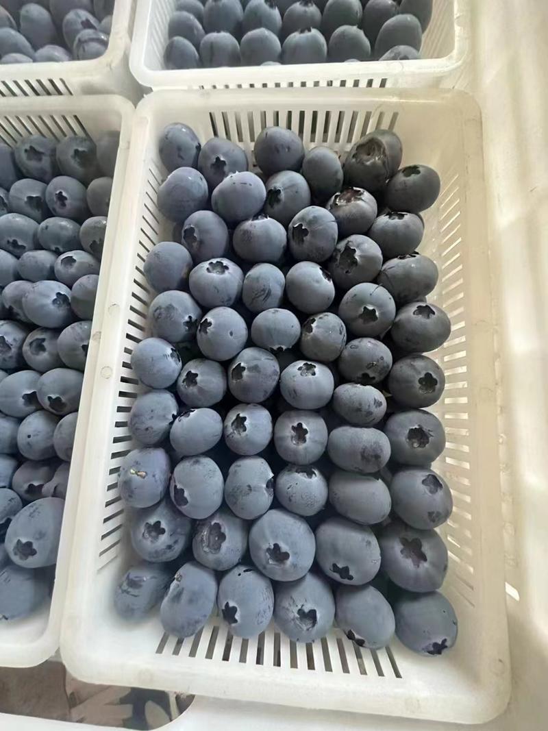 苏北蓝莓产地直发，优瑞卡，云雀，F6，纯甜口