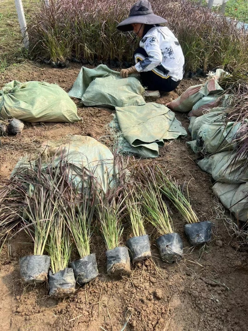 柴叶狼尾草基地直发一手货源可视频看货