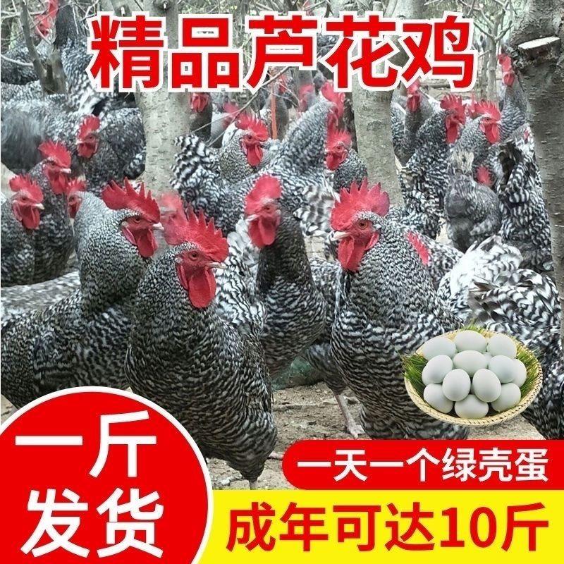 芦花鸡纯种芦花鸡苗一斤绿壳蛋芦花鸡活苗汶上芦花鸡小鸡鸡苗