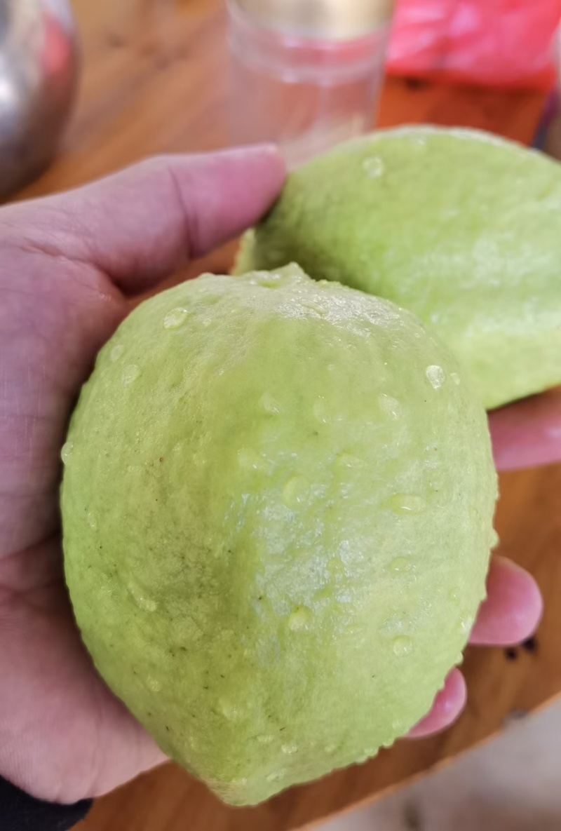 珍珠芭乐白心，胭脂红石榴，现在已大量上市，欢迎来电洽谈合