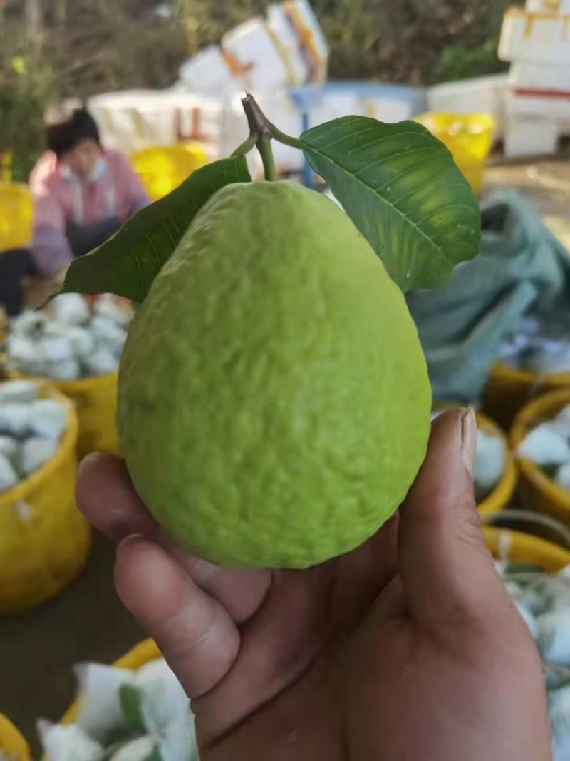 珍珠芭乐白心，胭脂红石榴，现在已大量上市，欢迎来电洽谈合