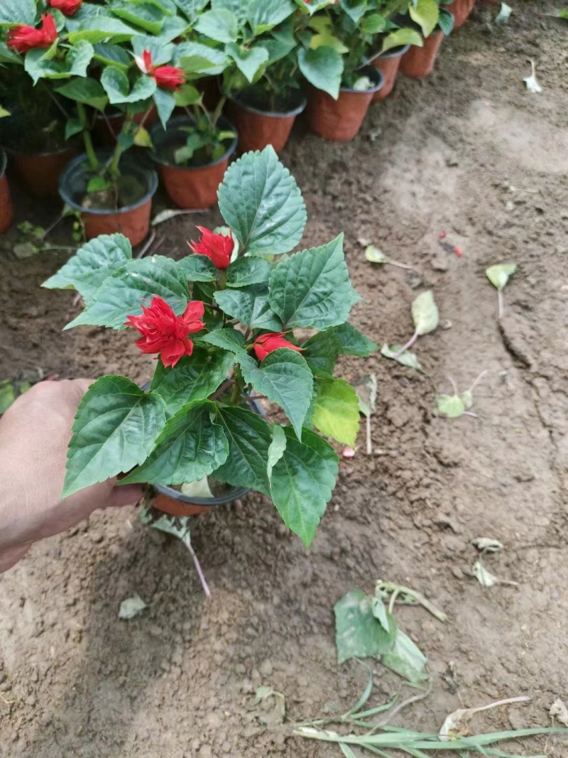 一串红基地直发一手货源可视频看货