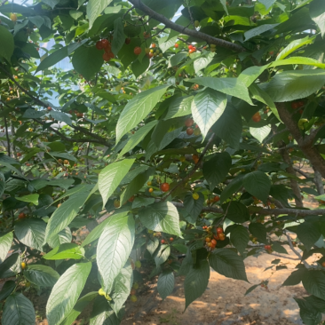 自家大棚樱桃大量上市