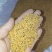 大量黄菜籽（黄芥）销售