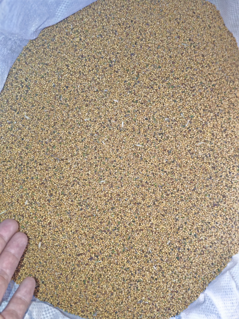 大量黄菜籽（黄芥）销售