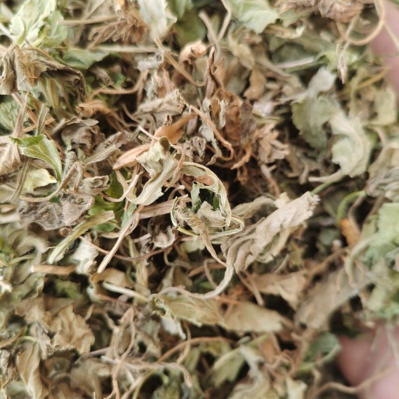 紫花地丁新货紫花地丁批发零售各种中药材