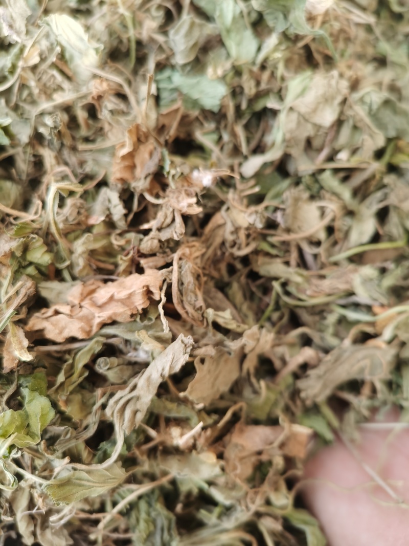 紫花地丁新货紫花地丁批发零售各种中药材