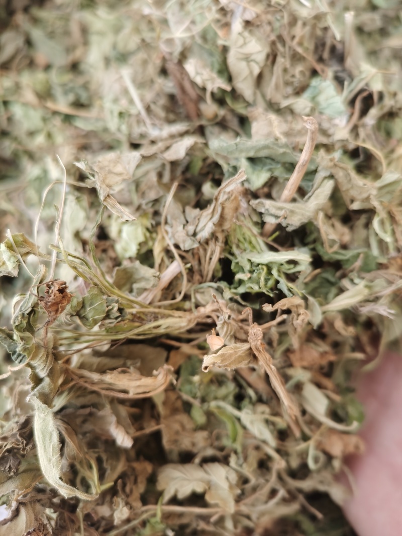 紫花地丁新货紫花地丁批发零售各种中药材