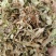 紫花地丁新货紫花地丁批发零售各种中药材