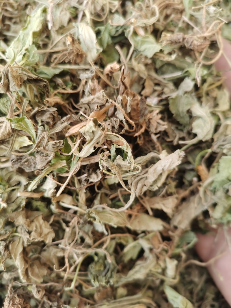 紫花地丁新货紫花地丁批发零售各种中药材