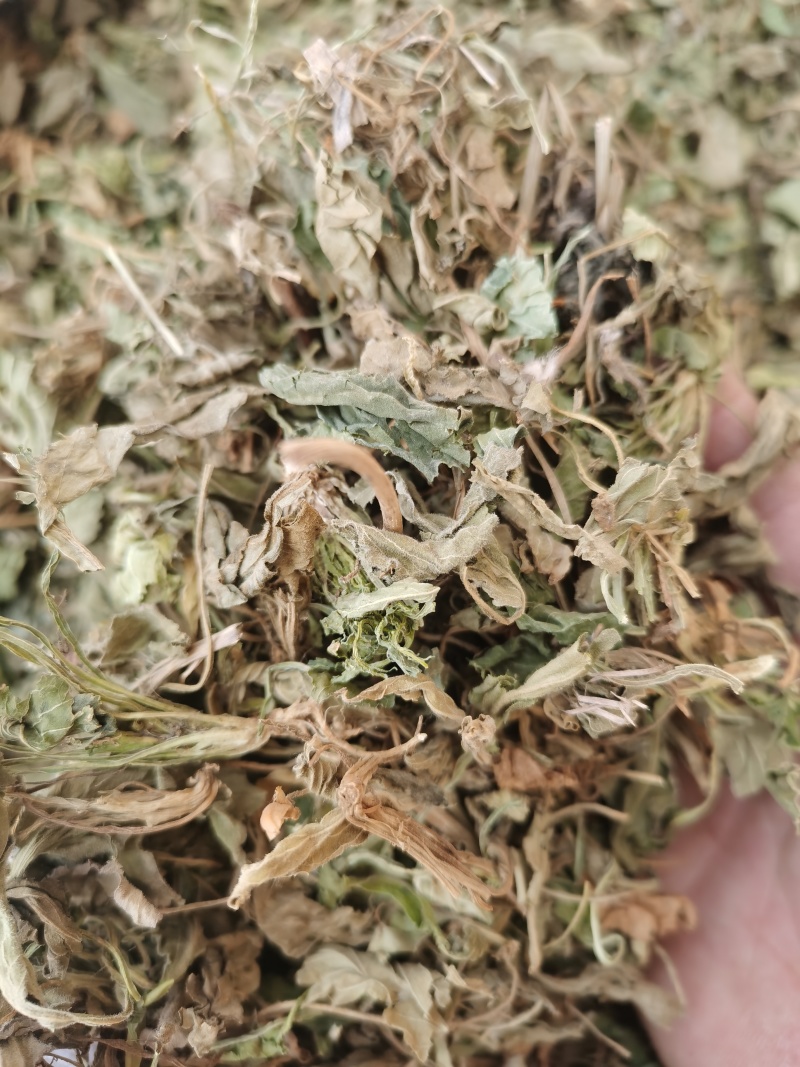 紫花地丁新货紫花地丁批发零售各种中药材