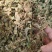 紫花地丁新货紫花地丁批发零售各种中药材