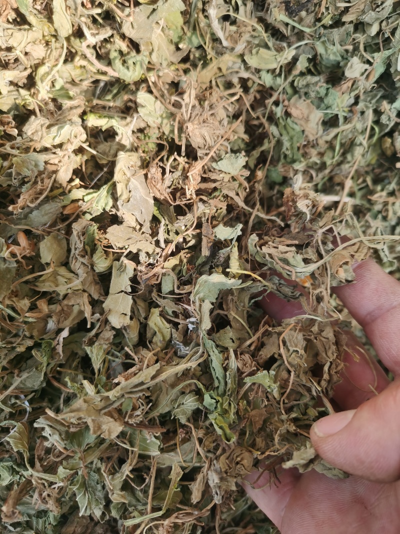 紫花地丁新货紫花地丁批发零售各种中药材